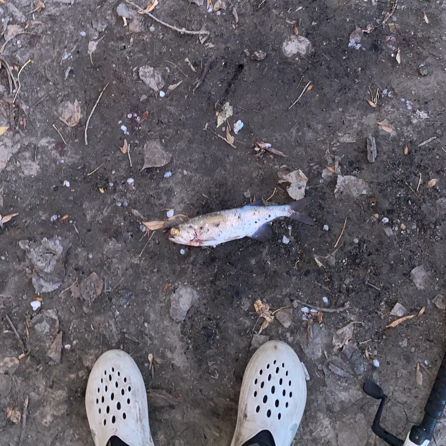 The most recent Goldeye catches on Fishbrain