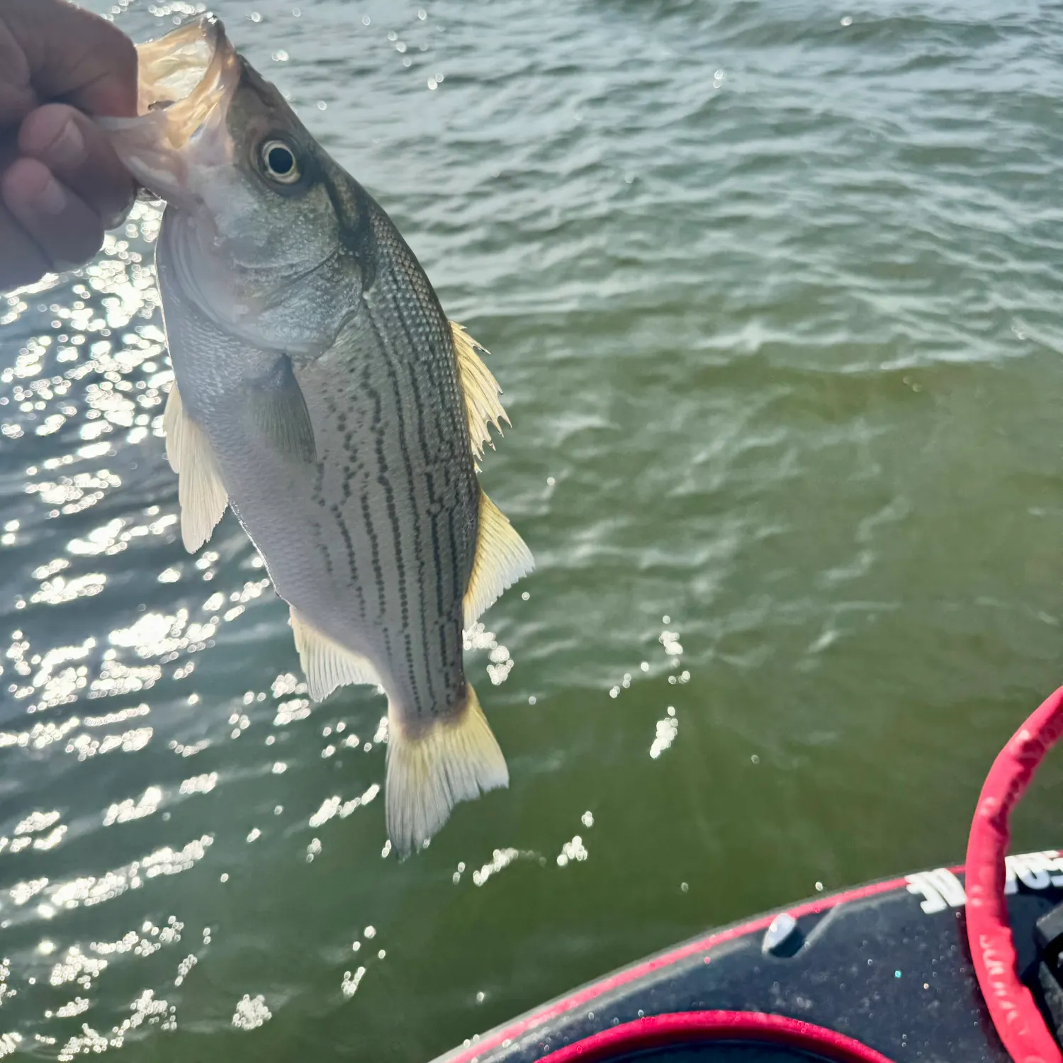 Wiper caught on Fishbrain