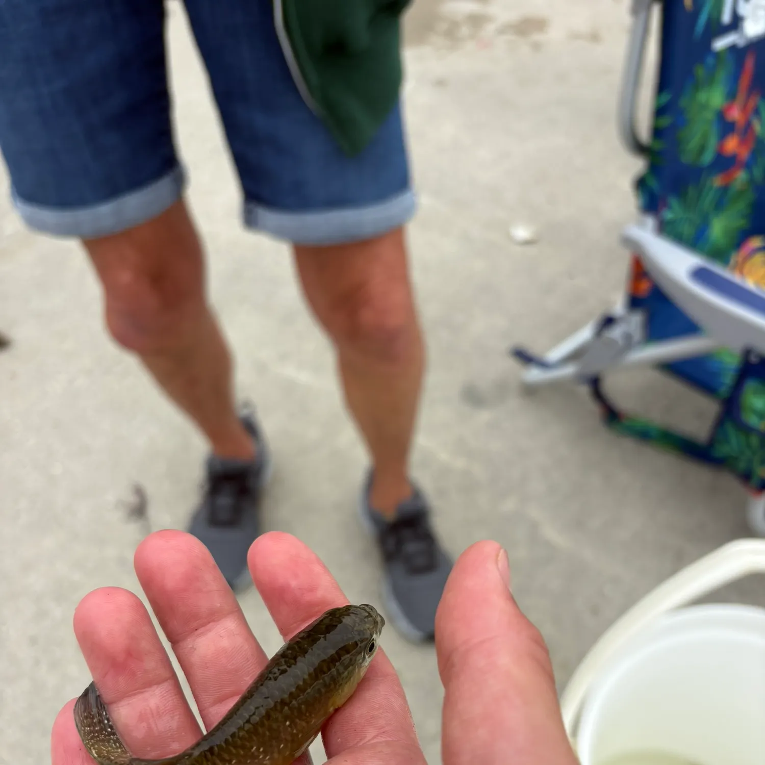 The most recent Banded killifish catches on Fishbrain