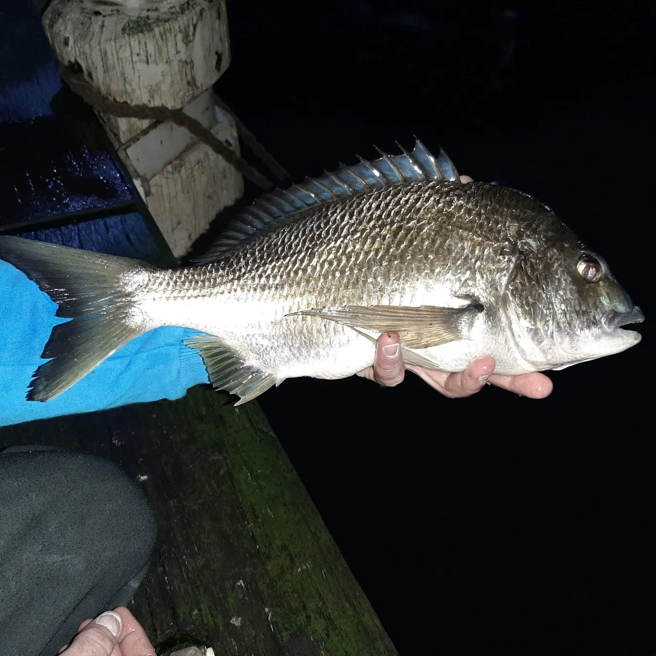 The most recent Surf bream catches on Fishbrain