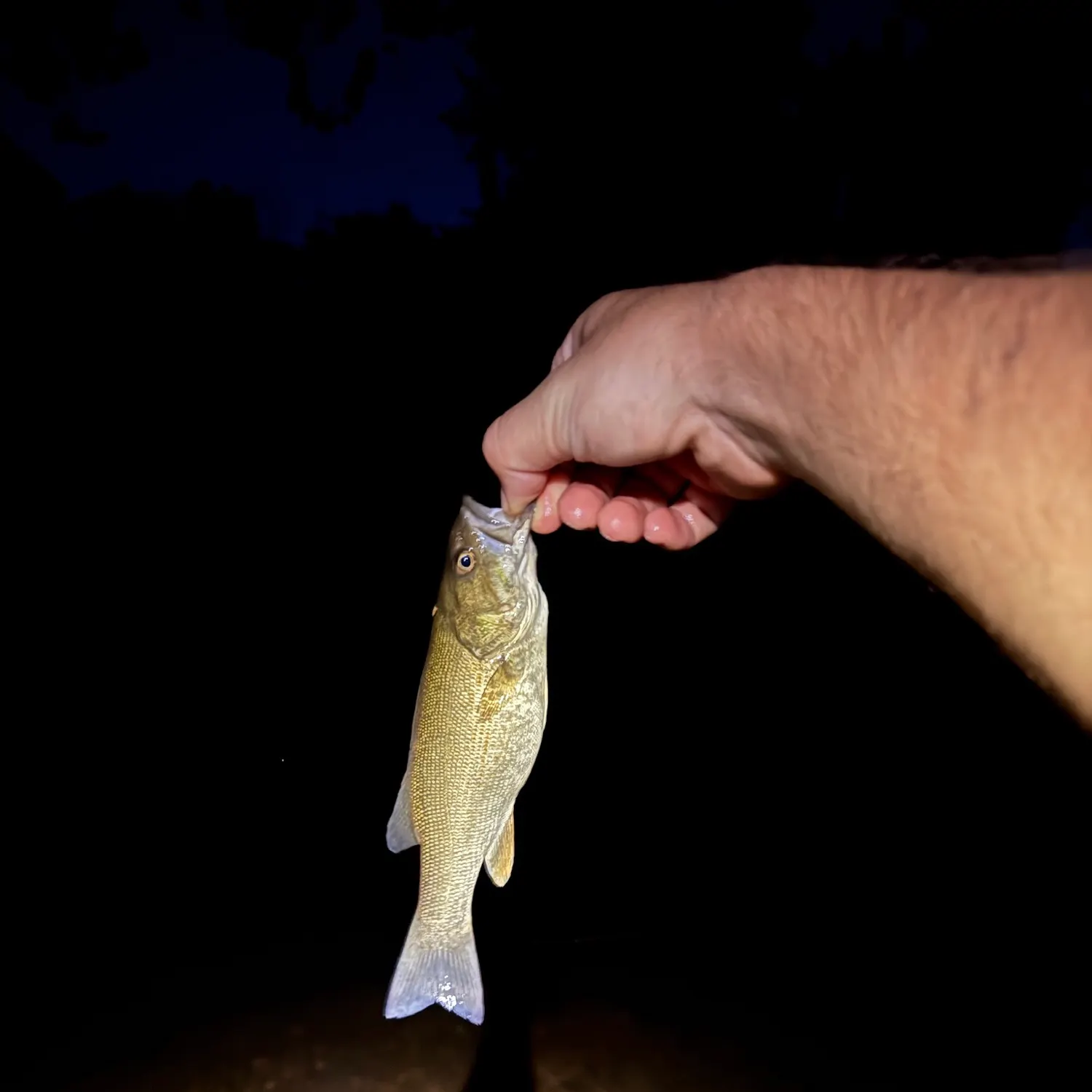 Neosho bass caught on Fishbrain