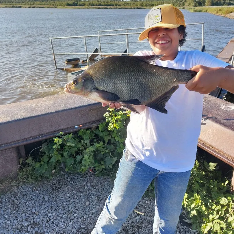 The most recent Common bream catches on Fishbrain