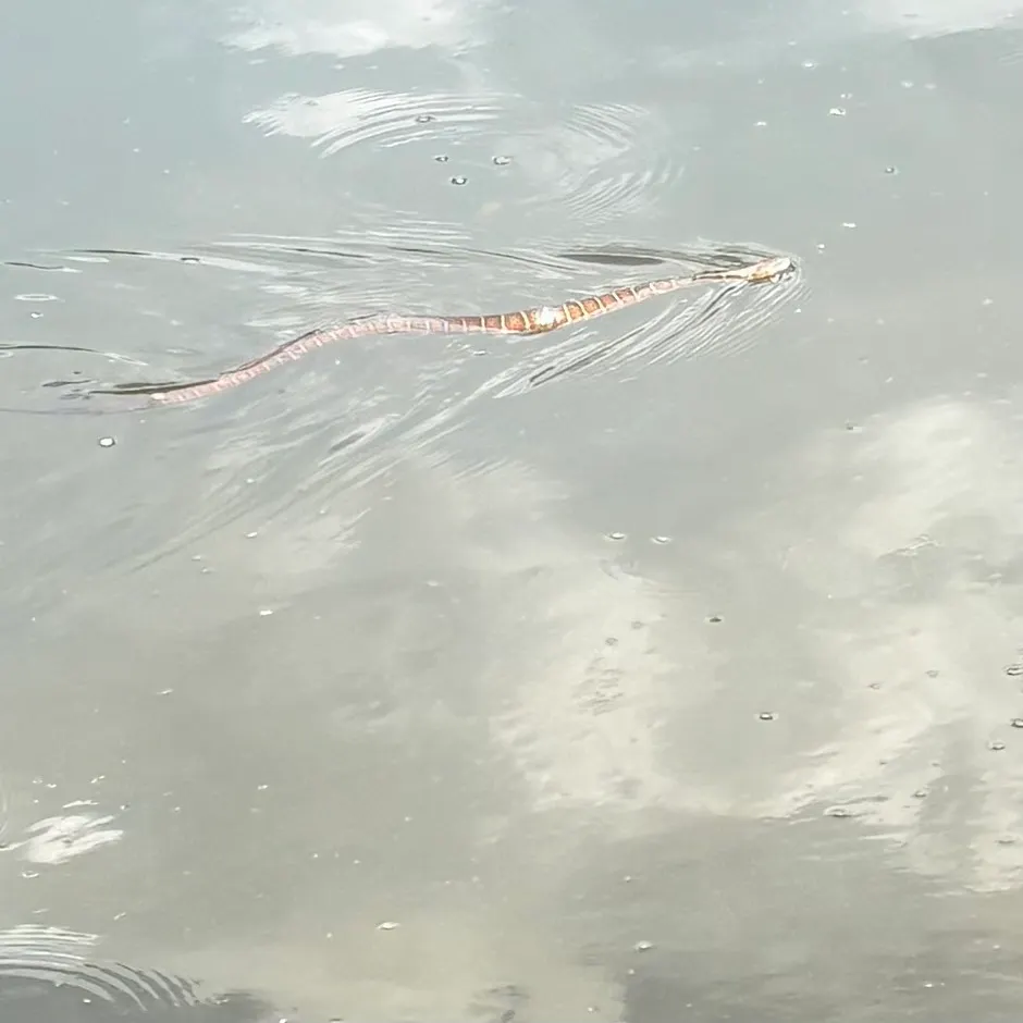The most recent Dubois sea snake catches on Fishbrain