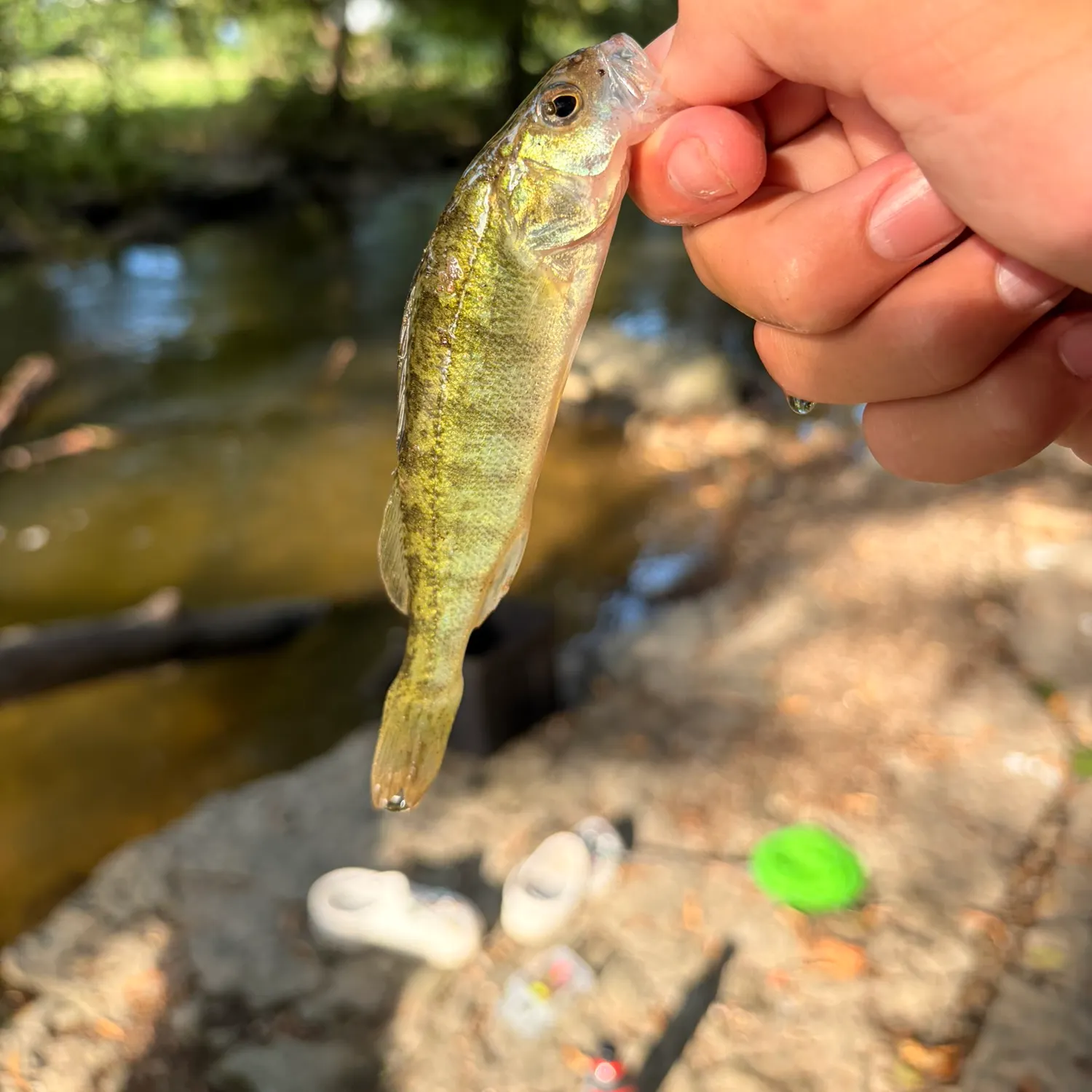 Yellow perch caught on Fishbrain