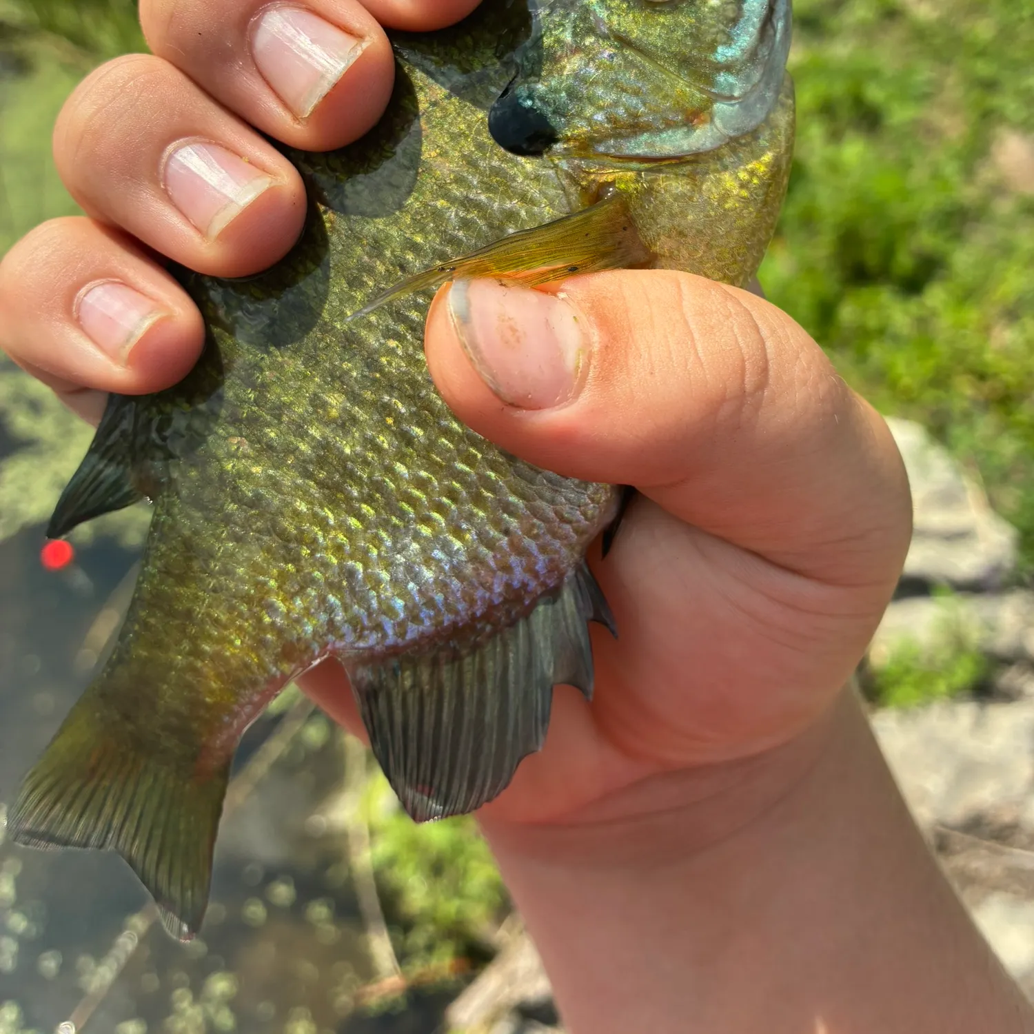 catch
