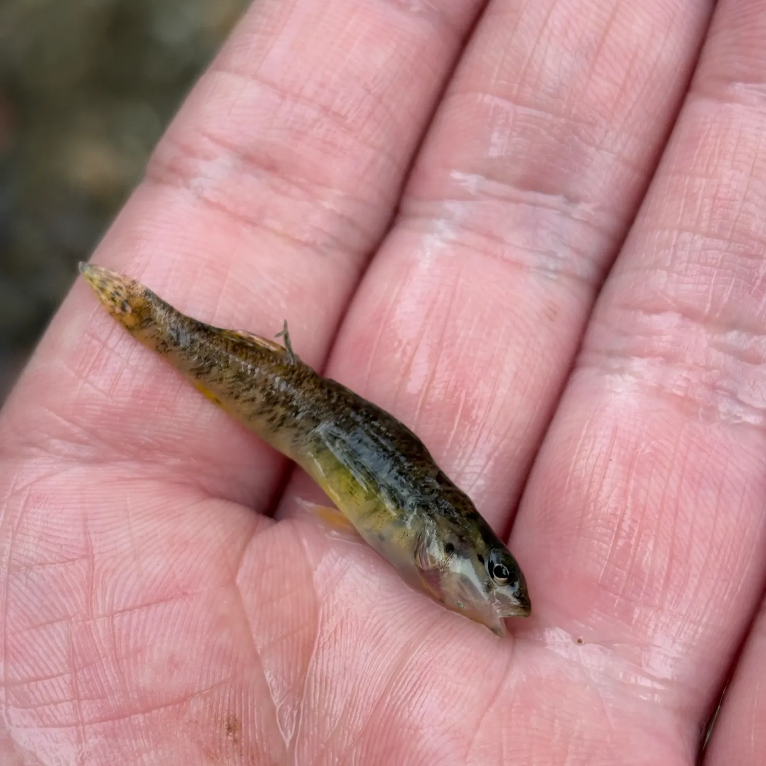 The most recent Rainbow darter catches on Fishbrain