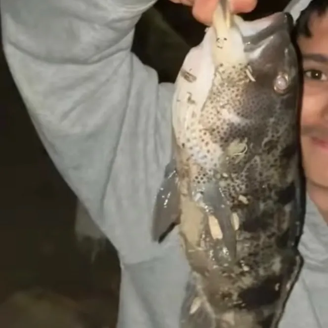 The most recent Spotted sand bass catches on Fishbrain