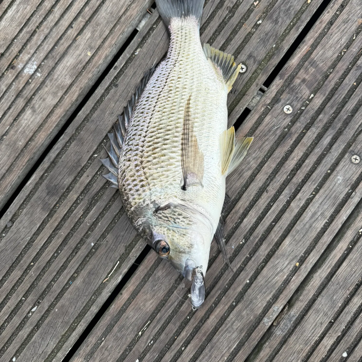 The most recent Surf bream catches on Fishbrain