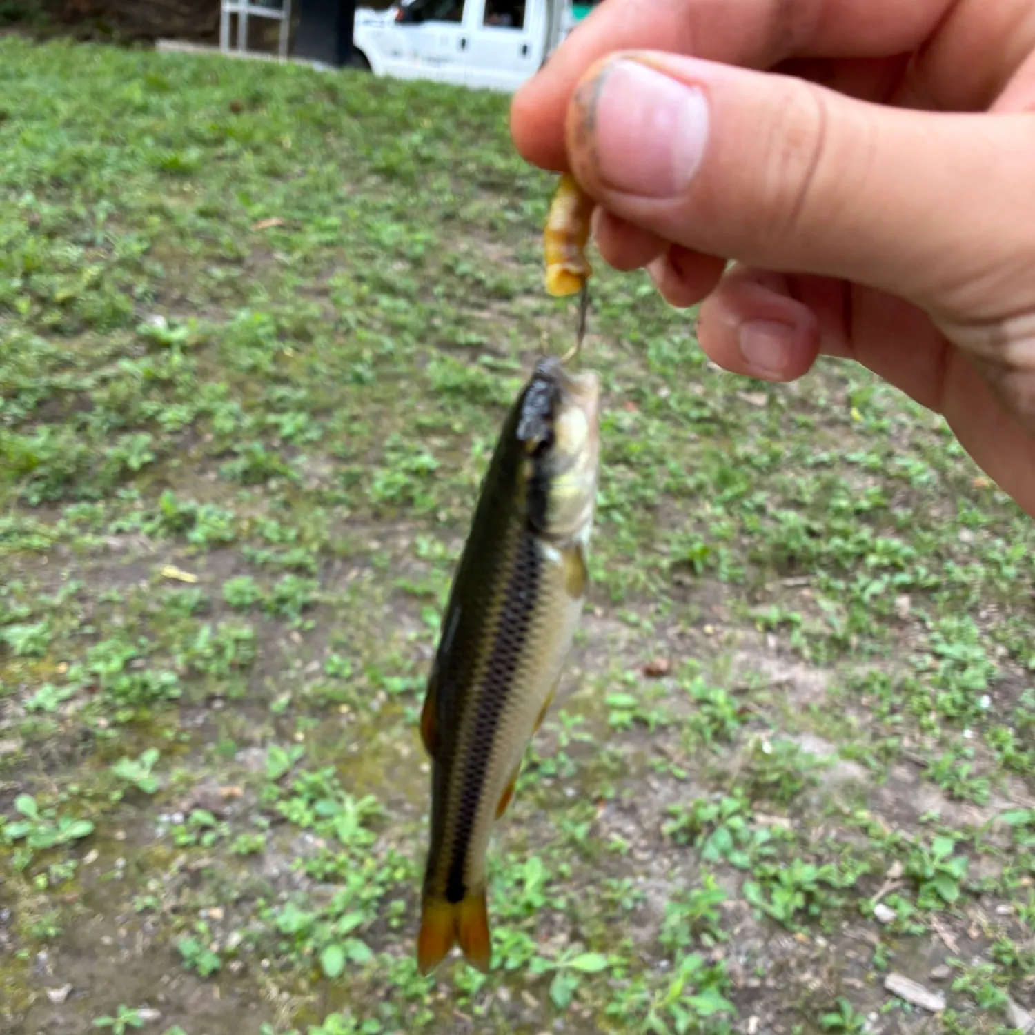 Creek chub caught on Fishbrain