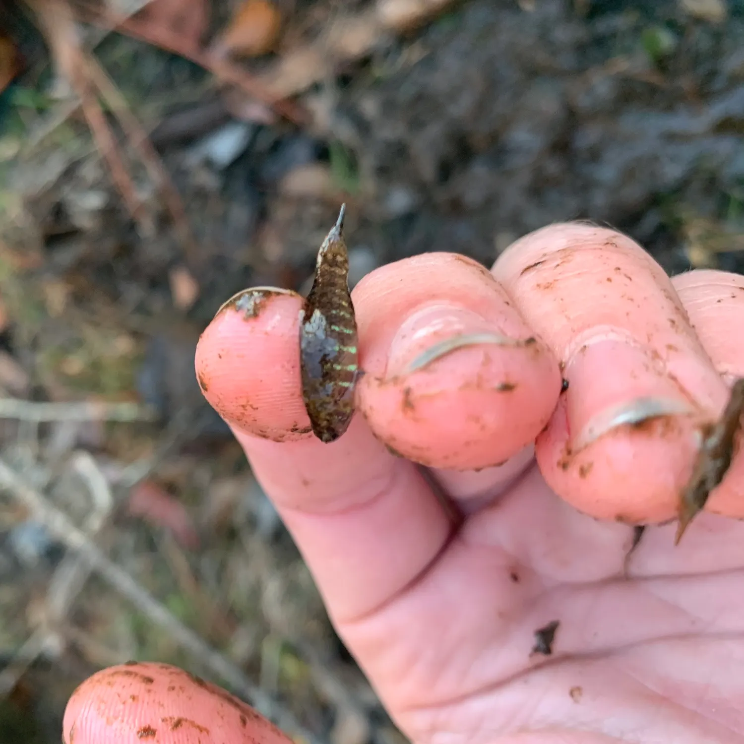 The most recent Banded pygmy sunfish catches on Fishbrain
