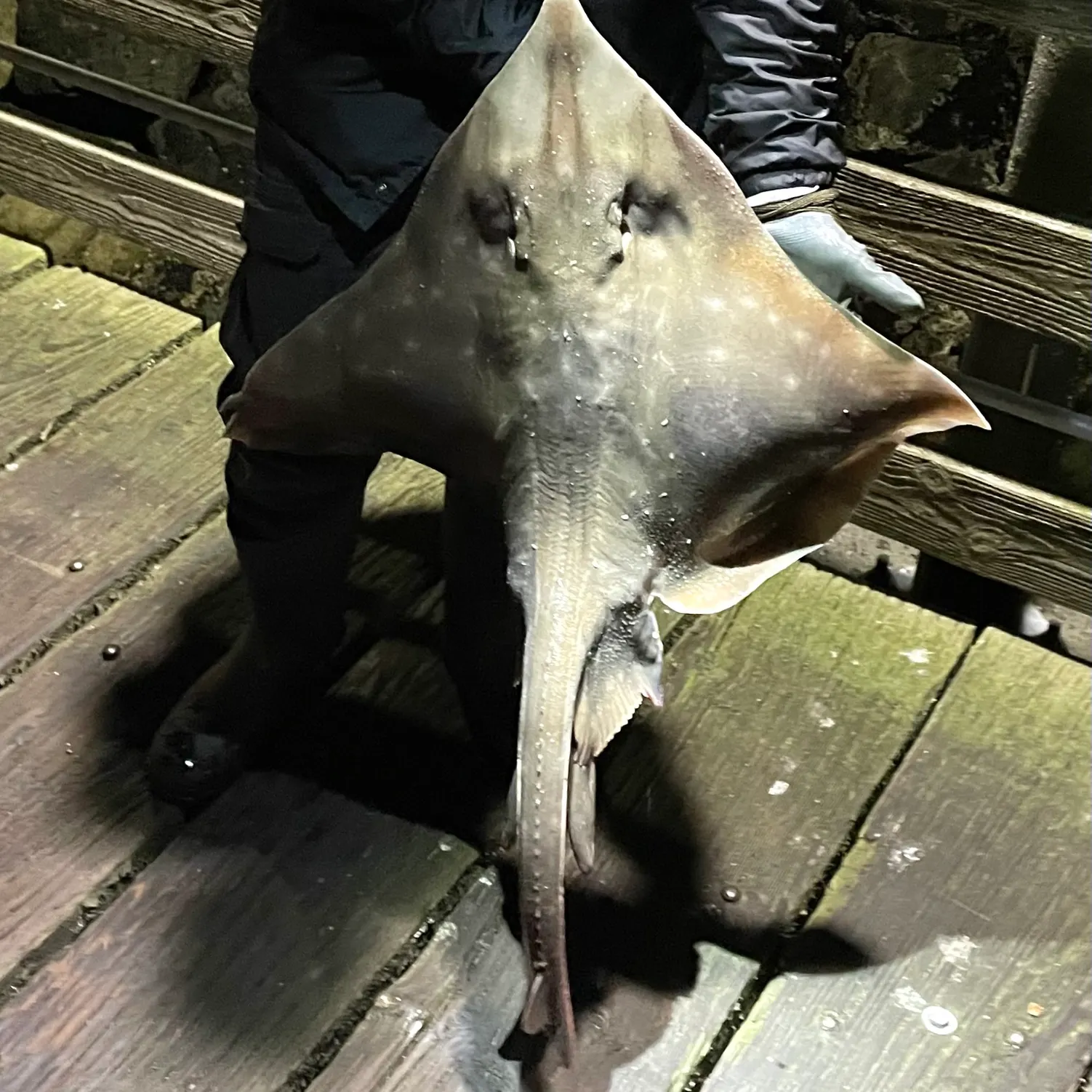 The most recent Big skate catches on Fishbrain