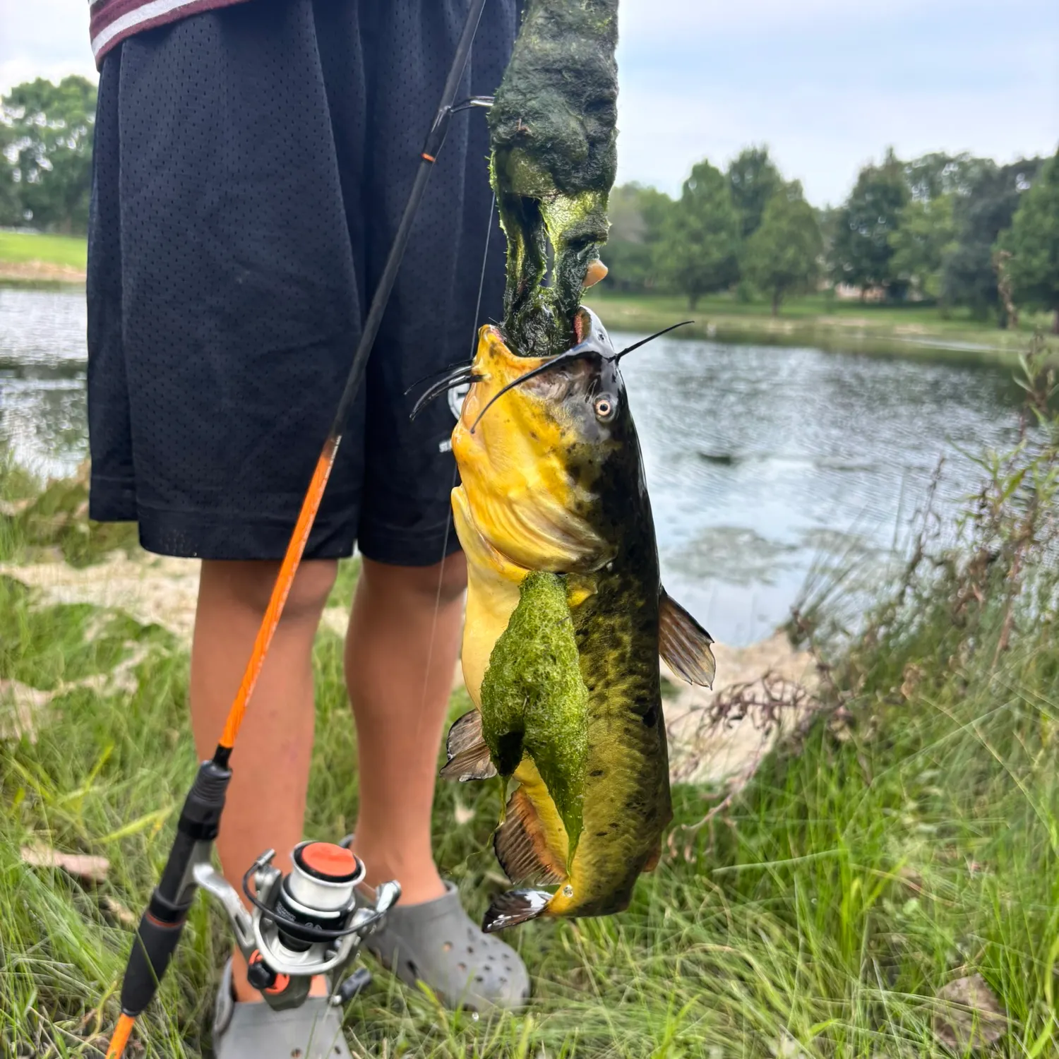 Yellow bullhead caught on Fishbrain