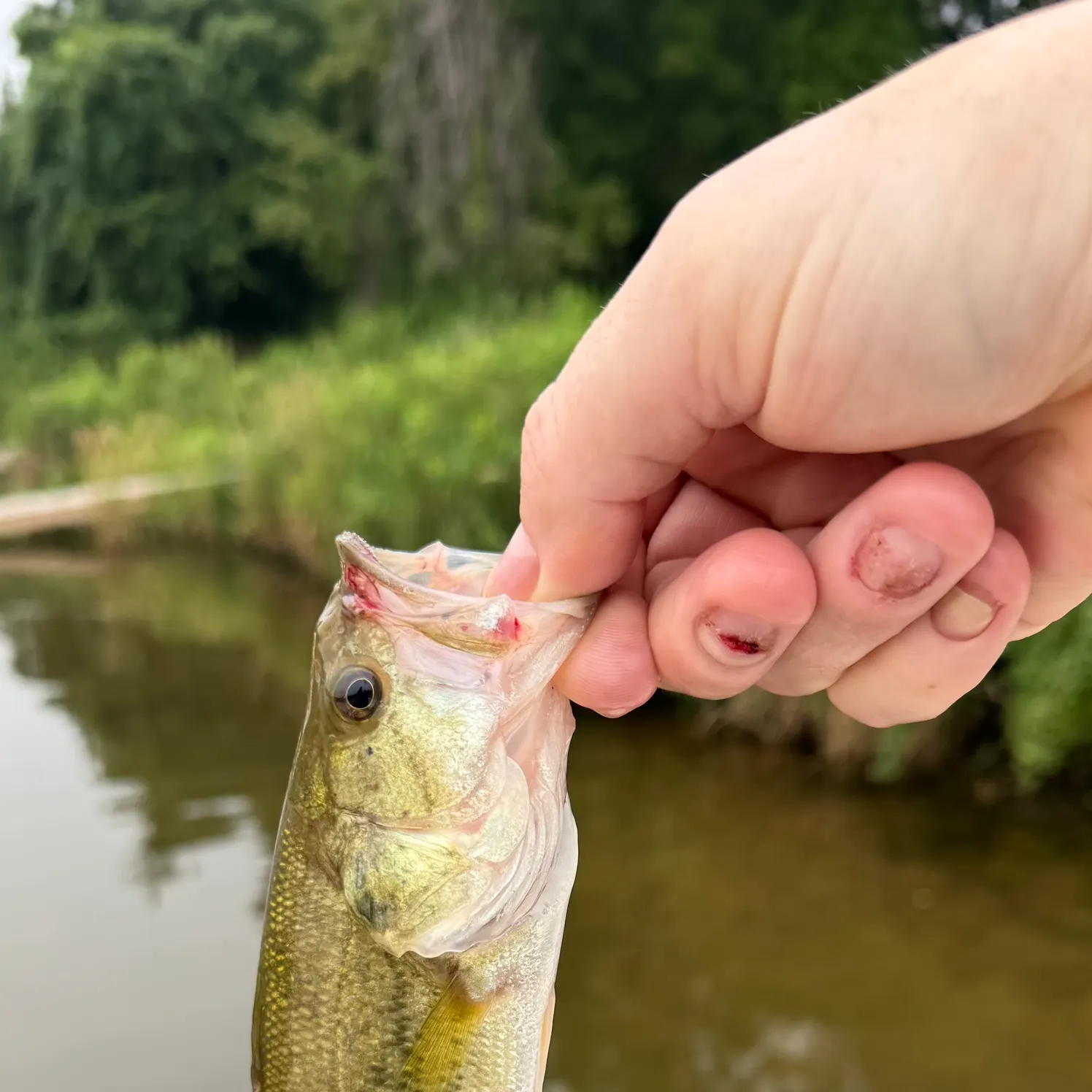 catch