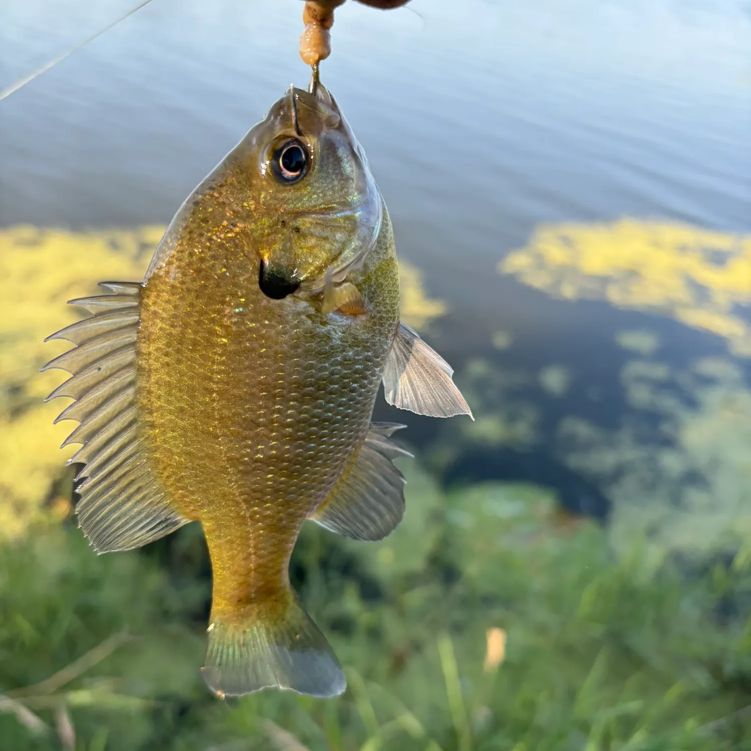 Bluegill caught on Fishbrain