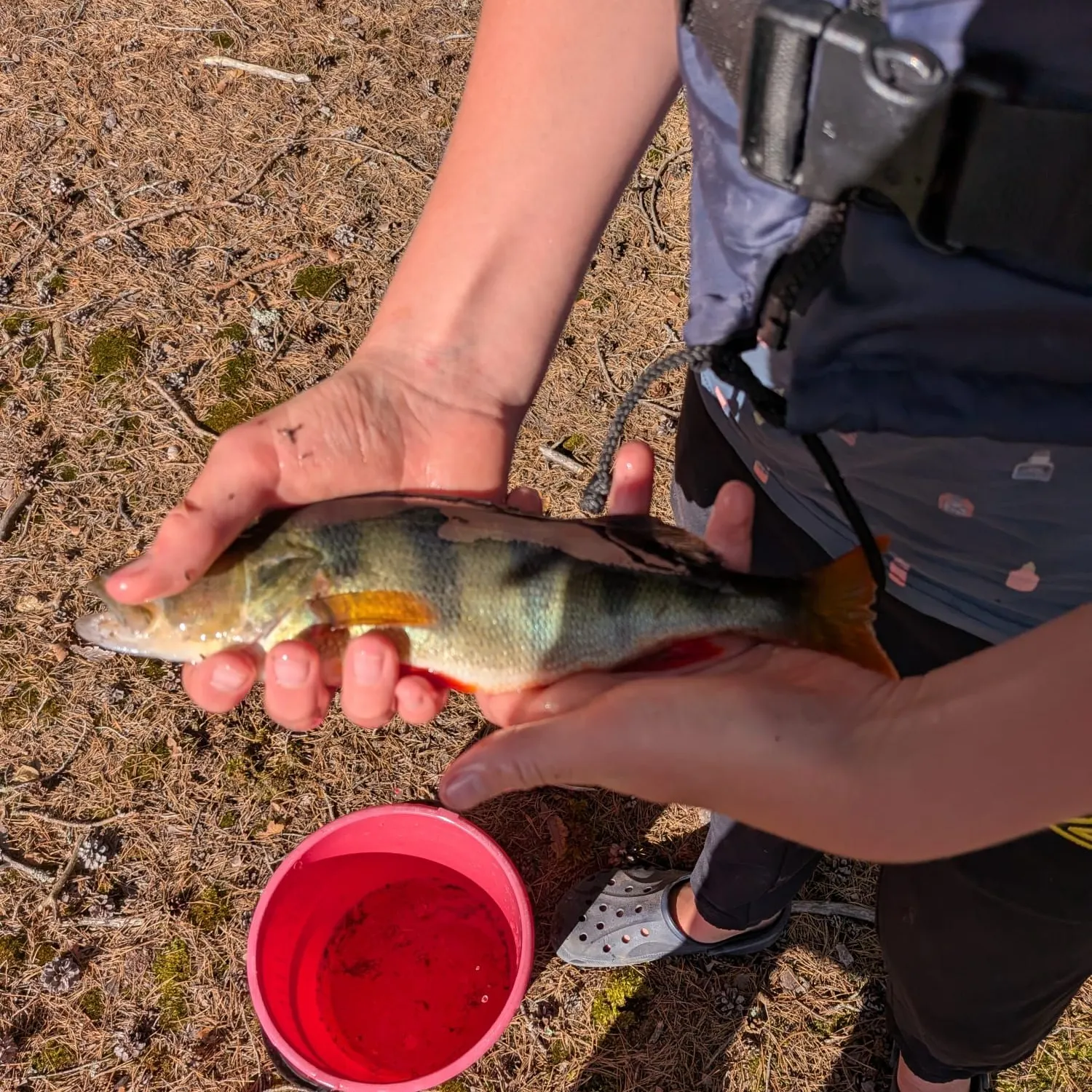 European perch caught on Fishbrain