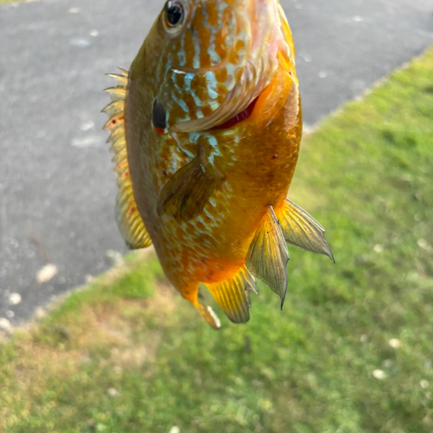 The most recent Pumpkinseed catches on Fishbrain