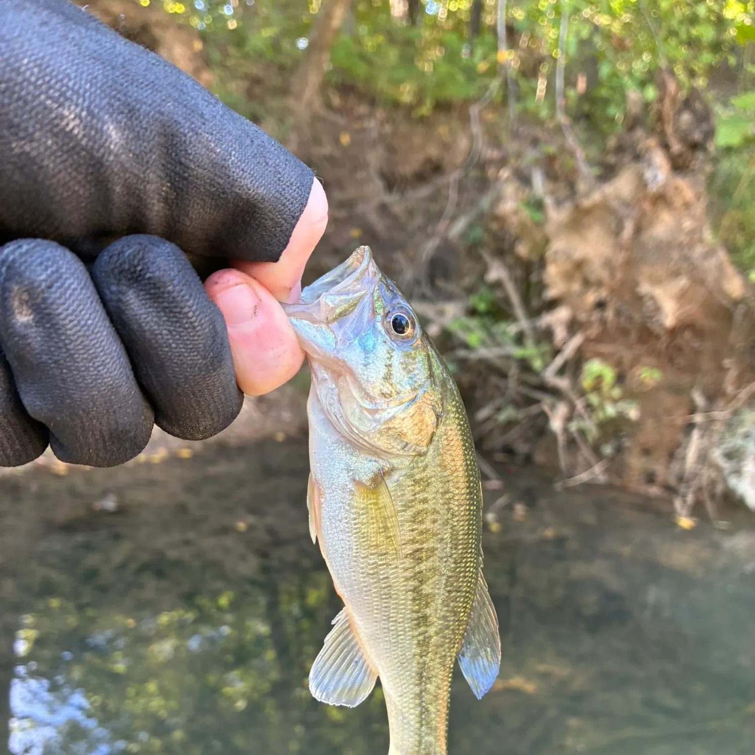 Creek chub caught on Fishbrain