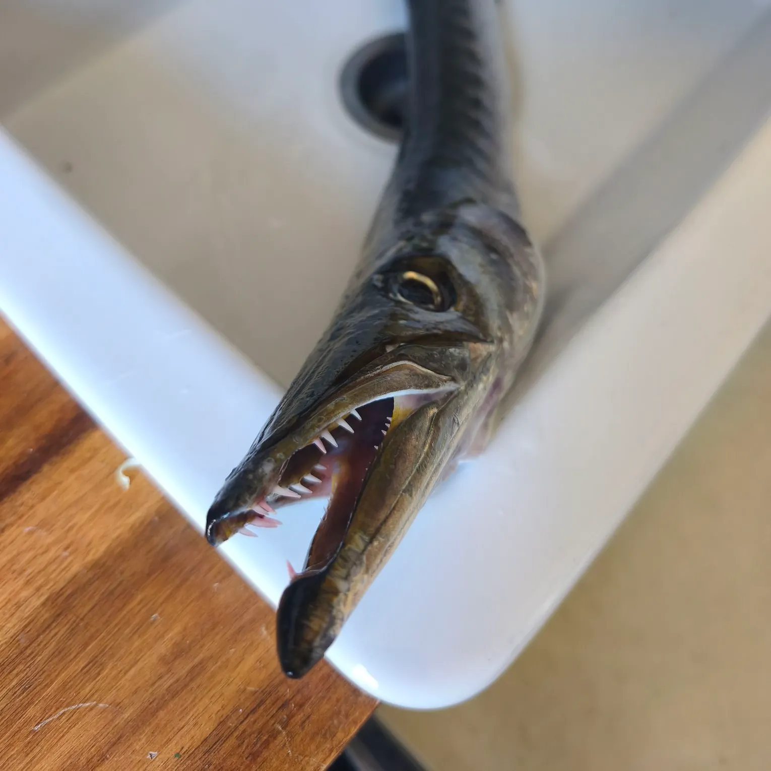 The most recent Pickhandle barracuda catches on Fishbrain