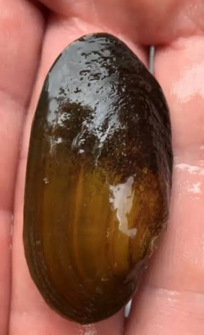Shellfish