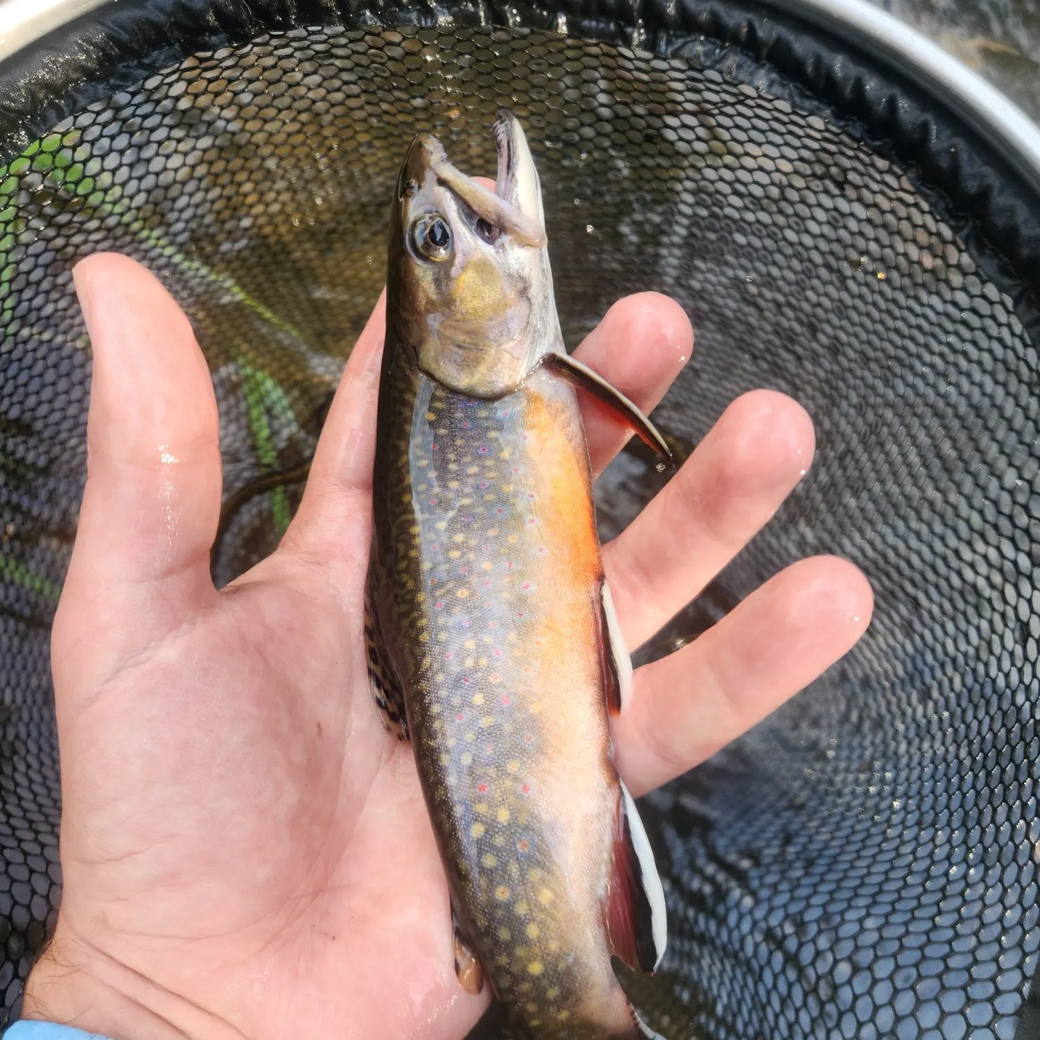 Brook trout caught on Fishbrain