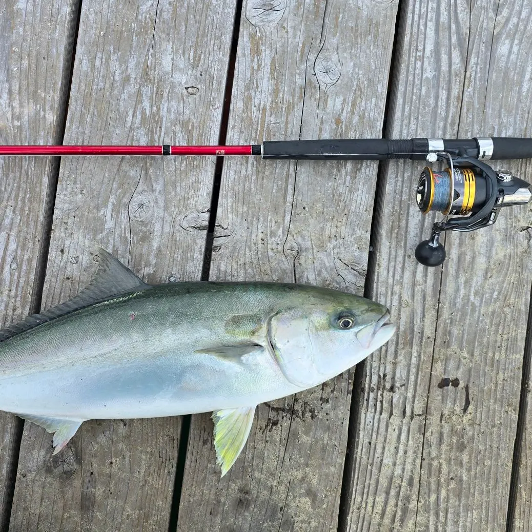 The most recent Japanese yellowtail amberjack catches on Fishbrain