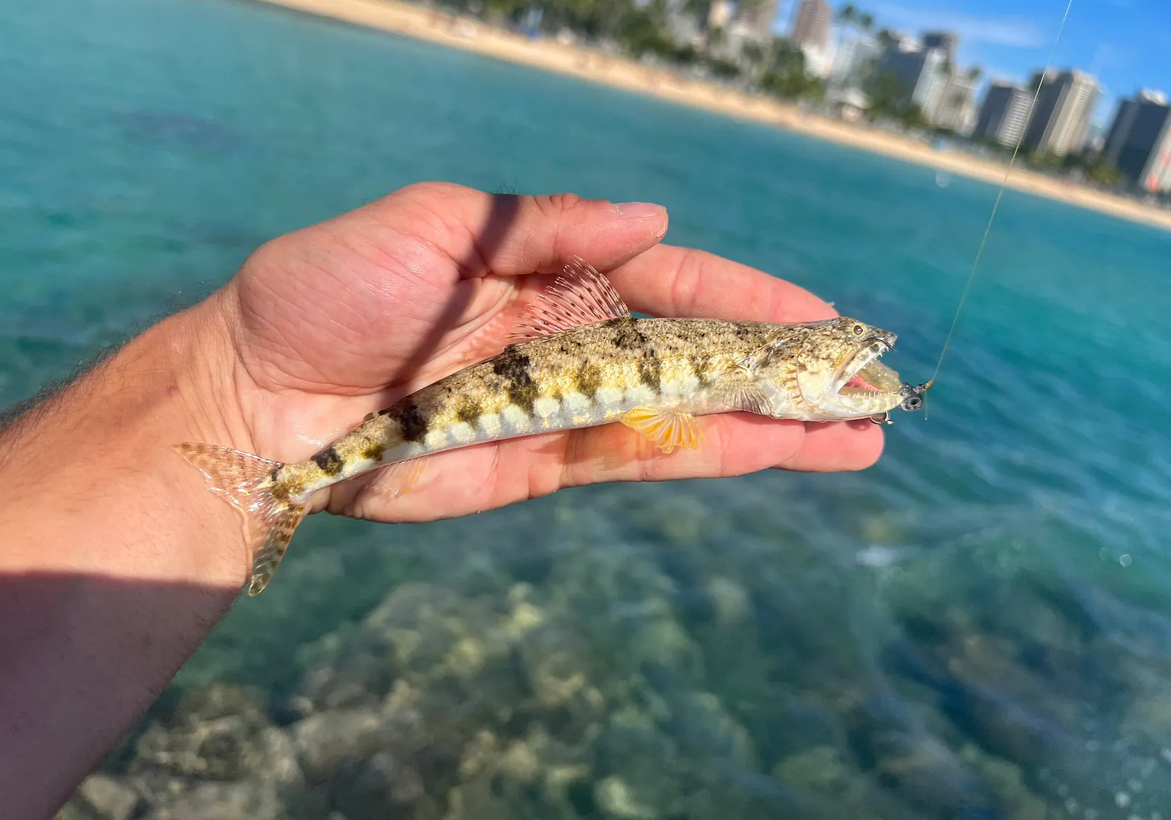 Atlantic lizardfish