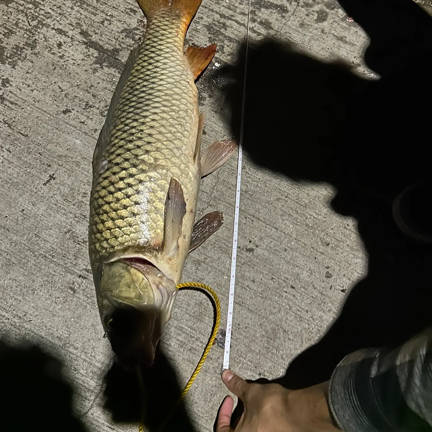 Common carp caught on Fishbrain
