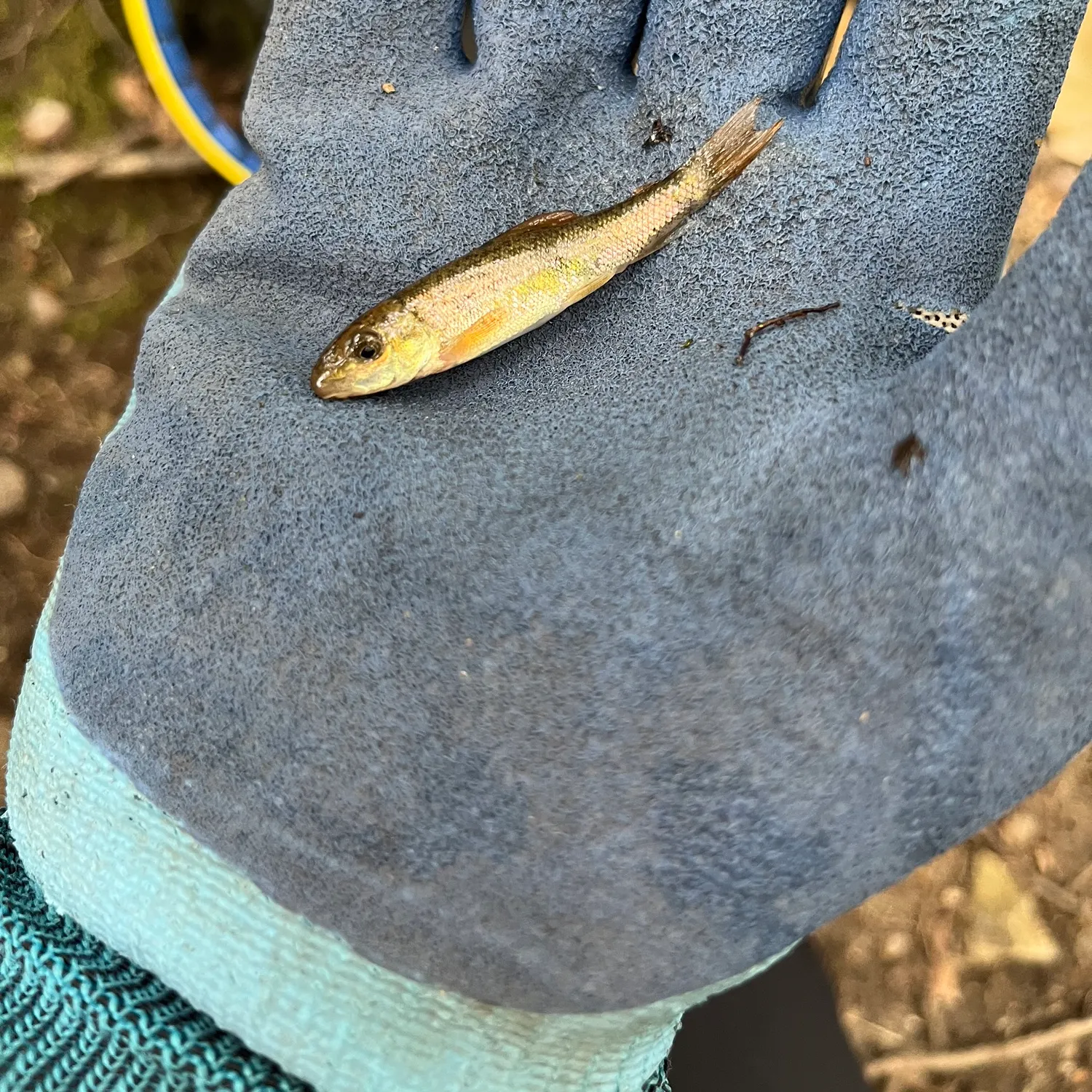 White sucker caught on Fishbrain