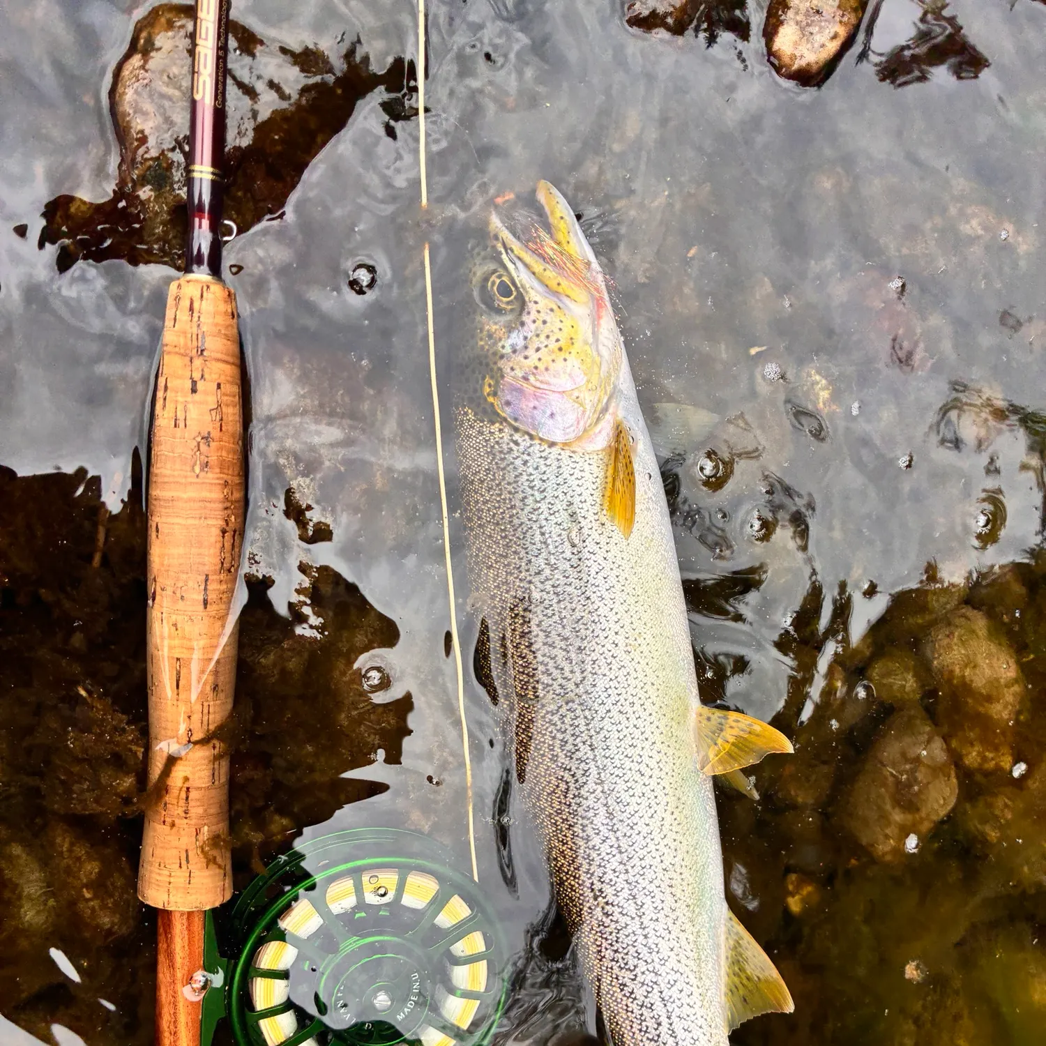 Coastal cutthroat trout caught on Fishbrain