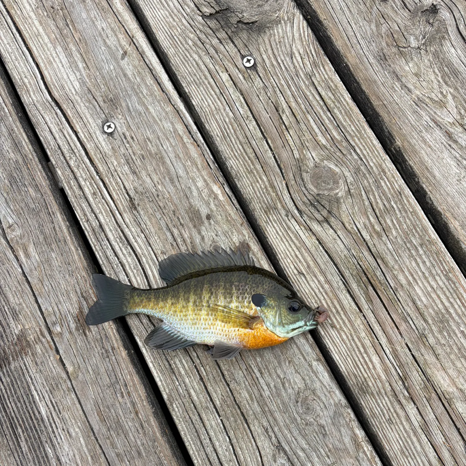 Bluegill caught on Fishbrain