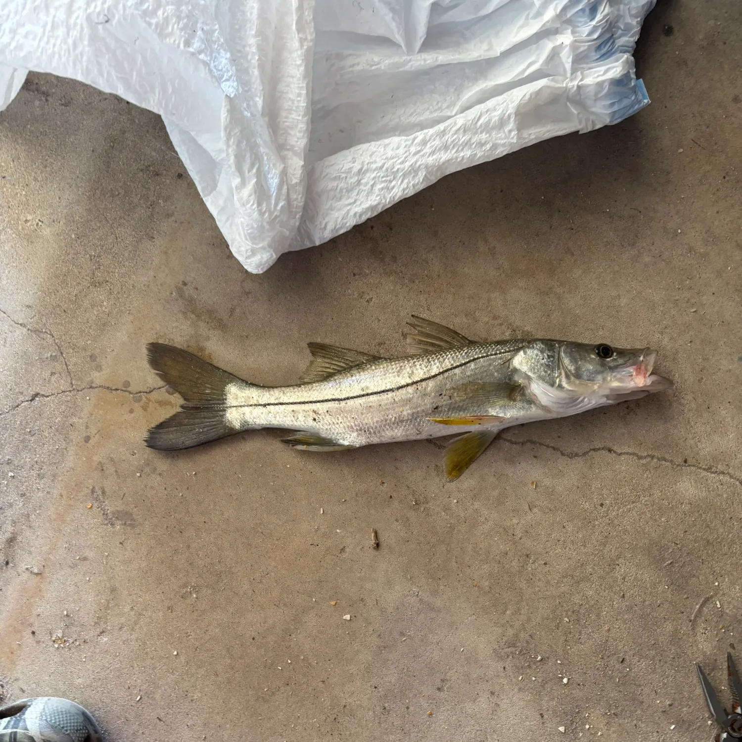 The most recent Fat snook catches on Fishbrain