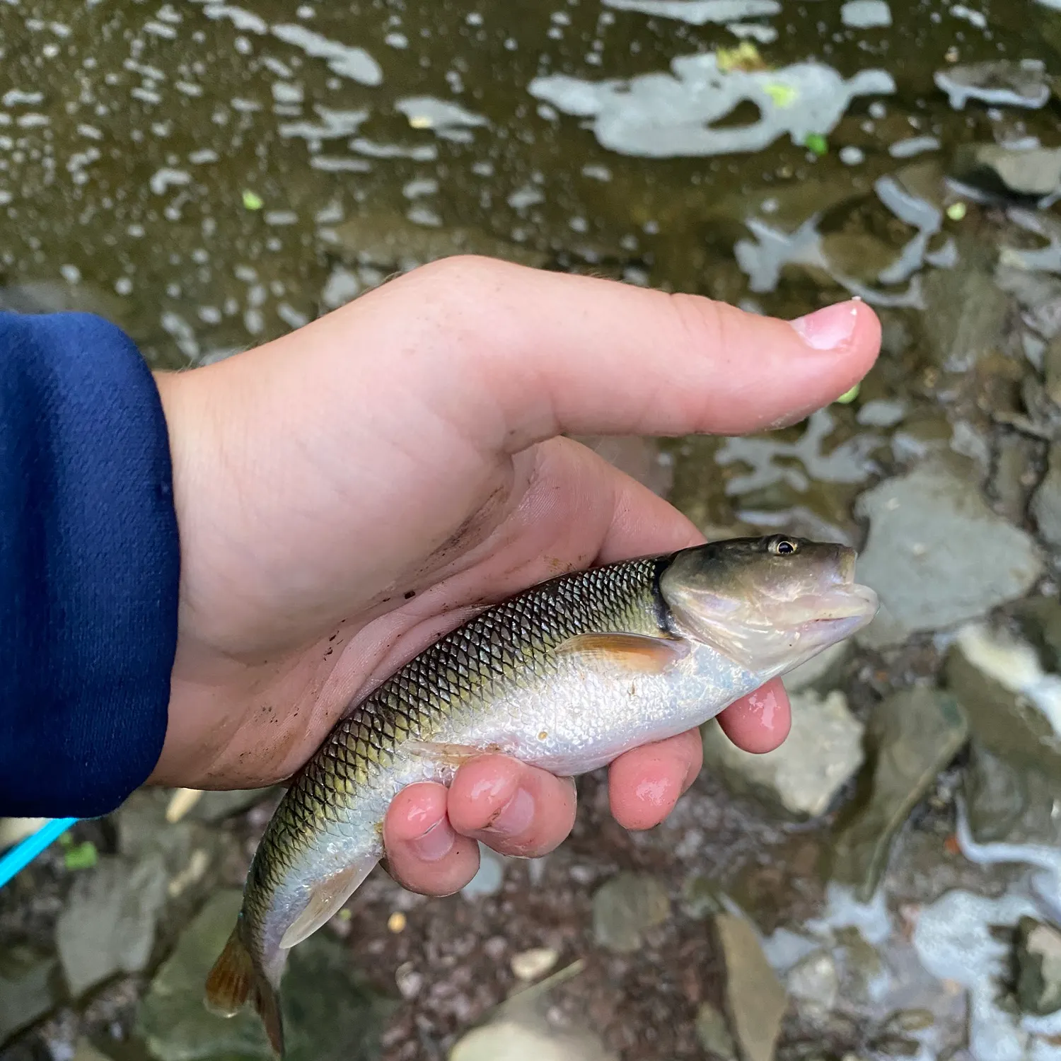Creek chub caught on Fishbrain