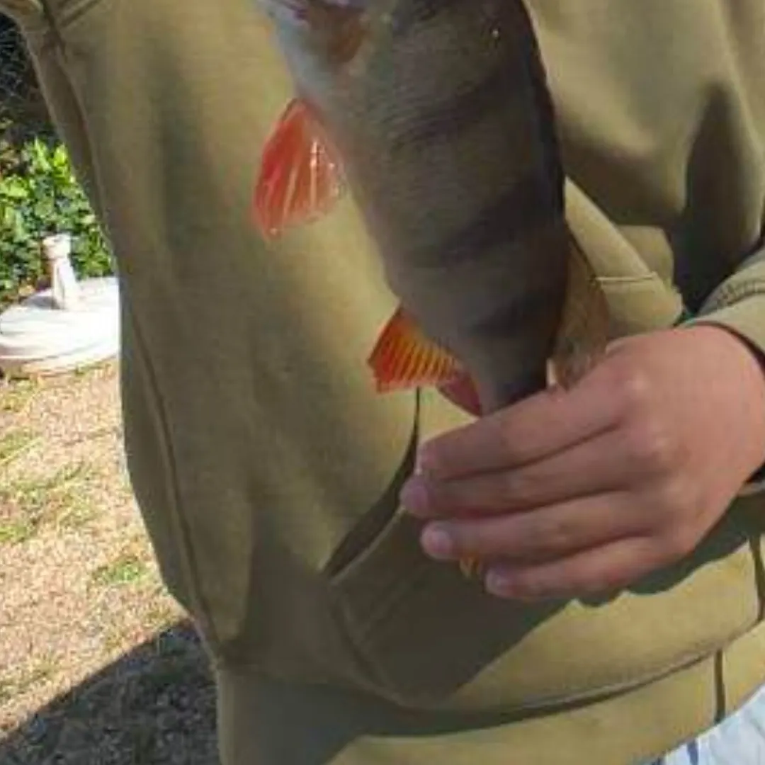 European perch caught on Fishbrain