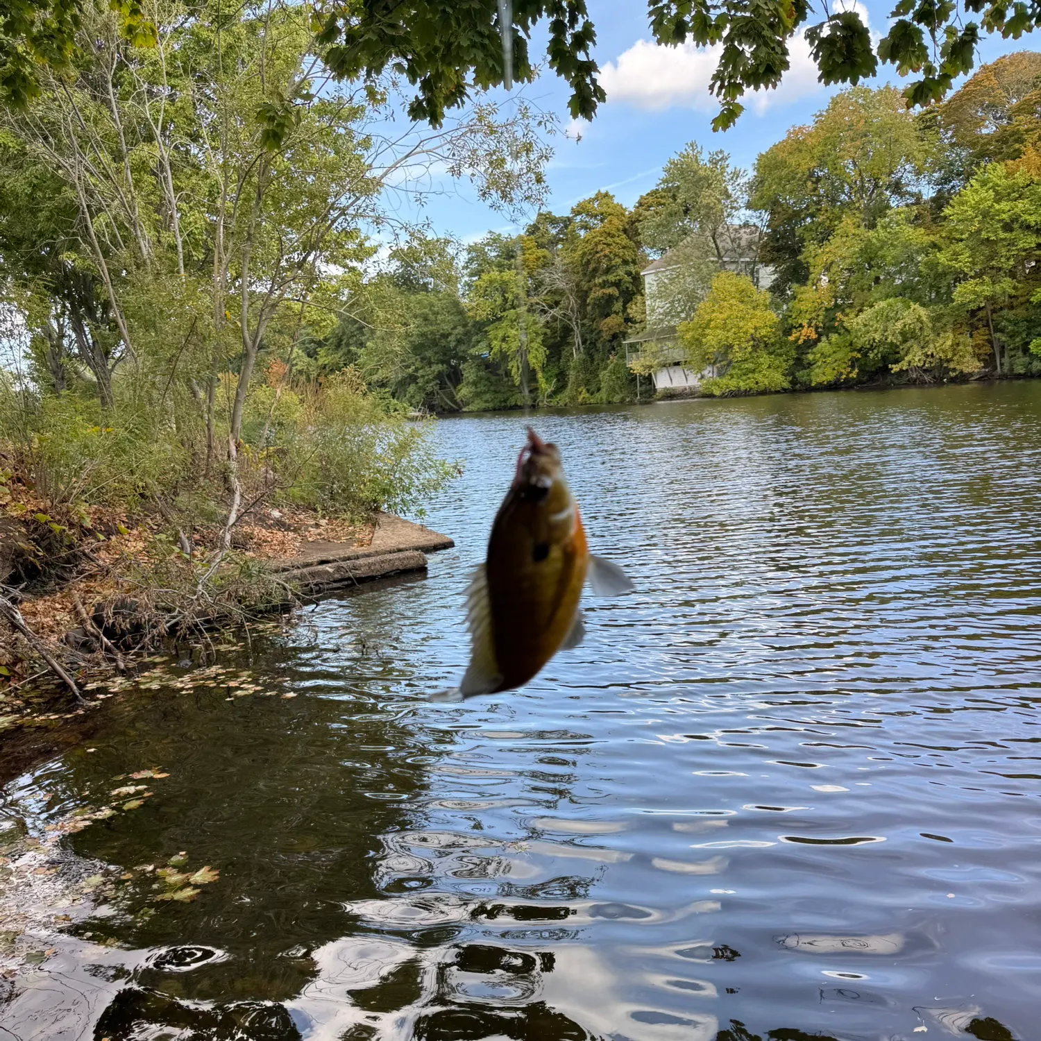 Bluegill caught on Fishbrain