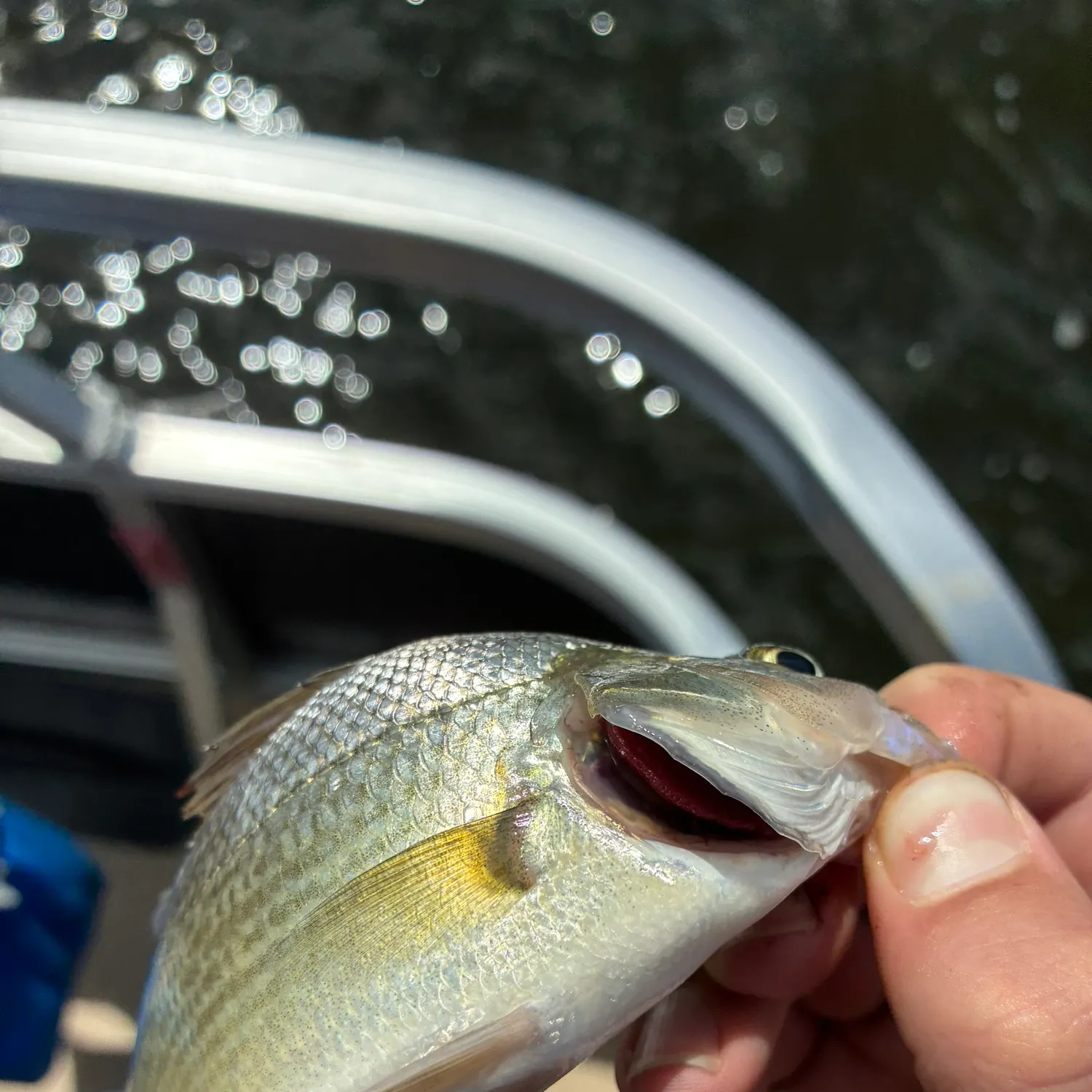 The most recent White perch catches on Fishbrain