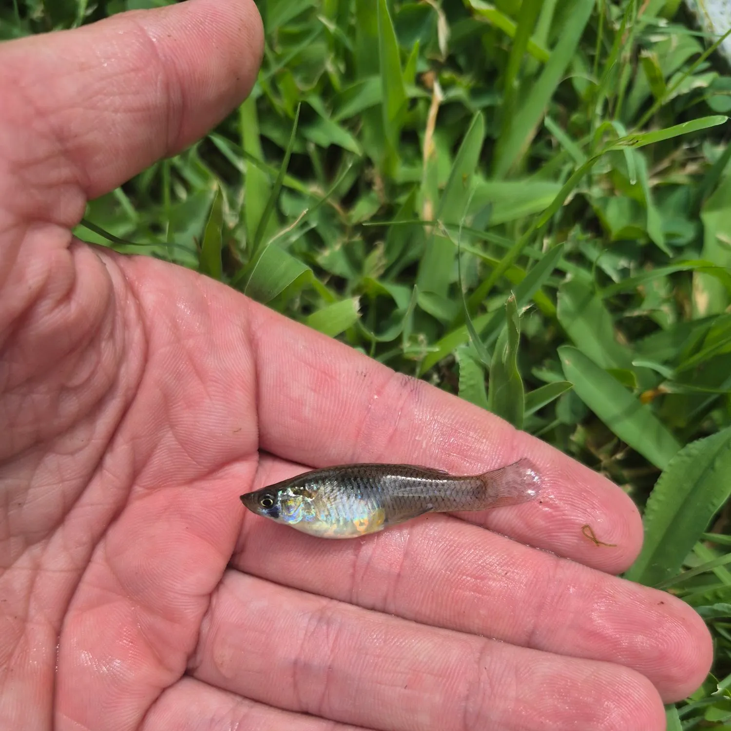 The most recent Western mosquitofish catches on Fishbrain