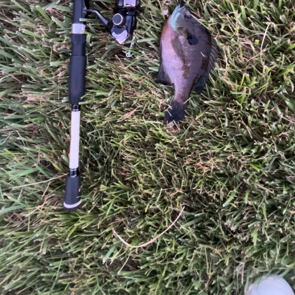 Bluegill caught on Fishbrain