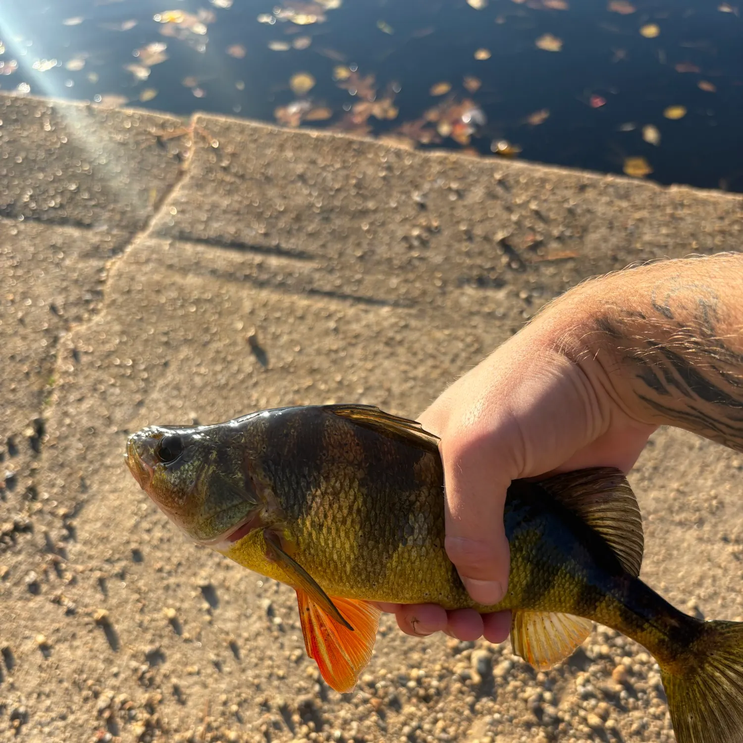 Yellow perch caught on Fishbrain