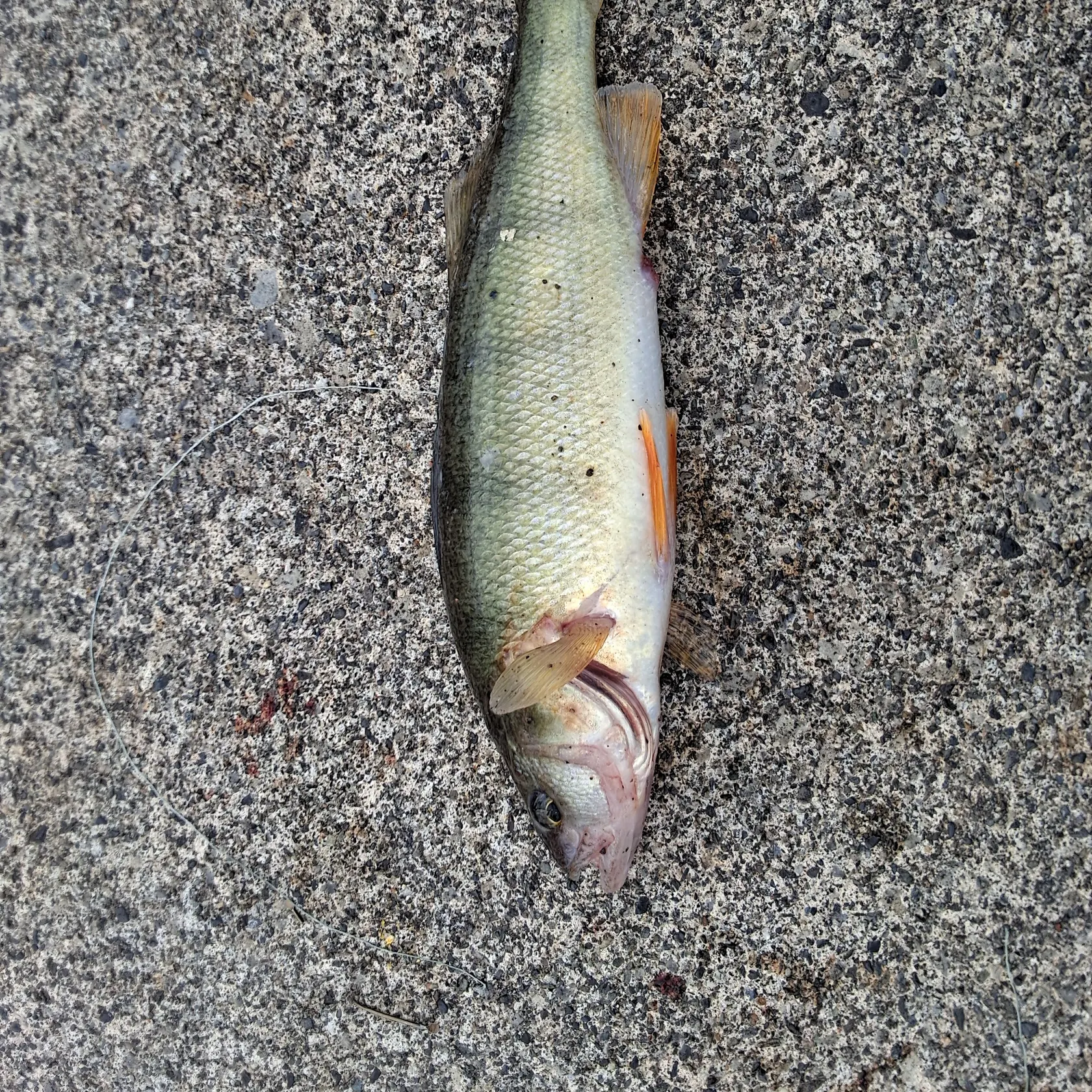 The most recent Yellow perch catches on Fishbrain