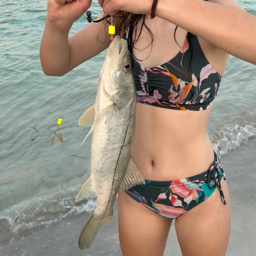 Common snook caught on Fishbrain
