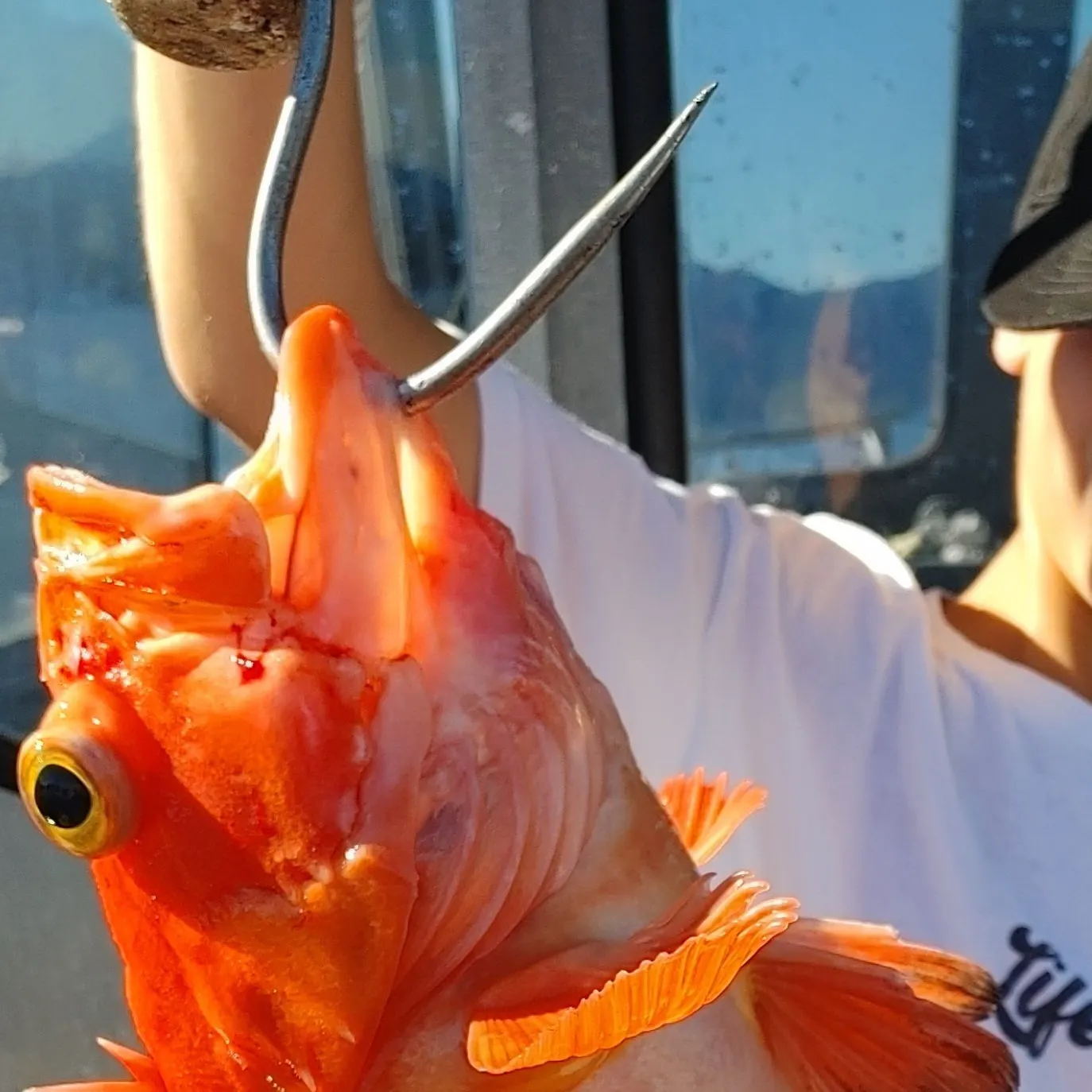 The most recent Yelloweye rockfish catches on Fishbrain
