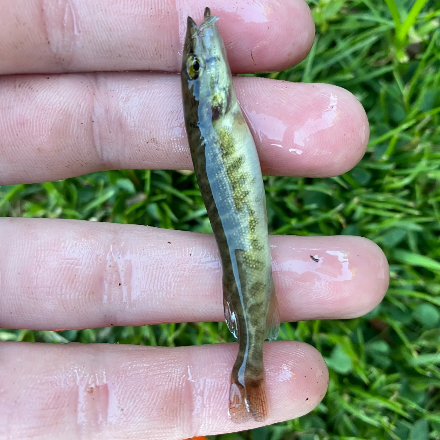 The most recent Redfin pickerel catches on Fishbrain