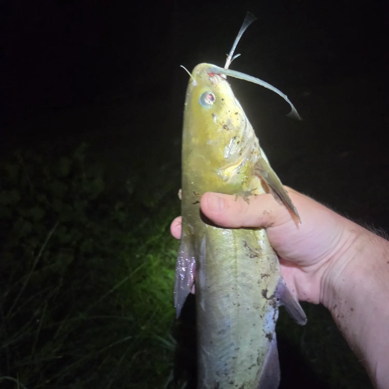 Channel catfish caught on Fishbrain