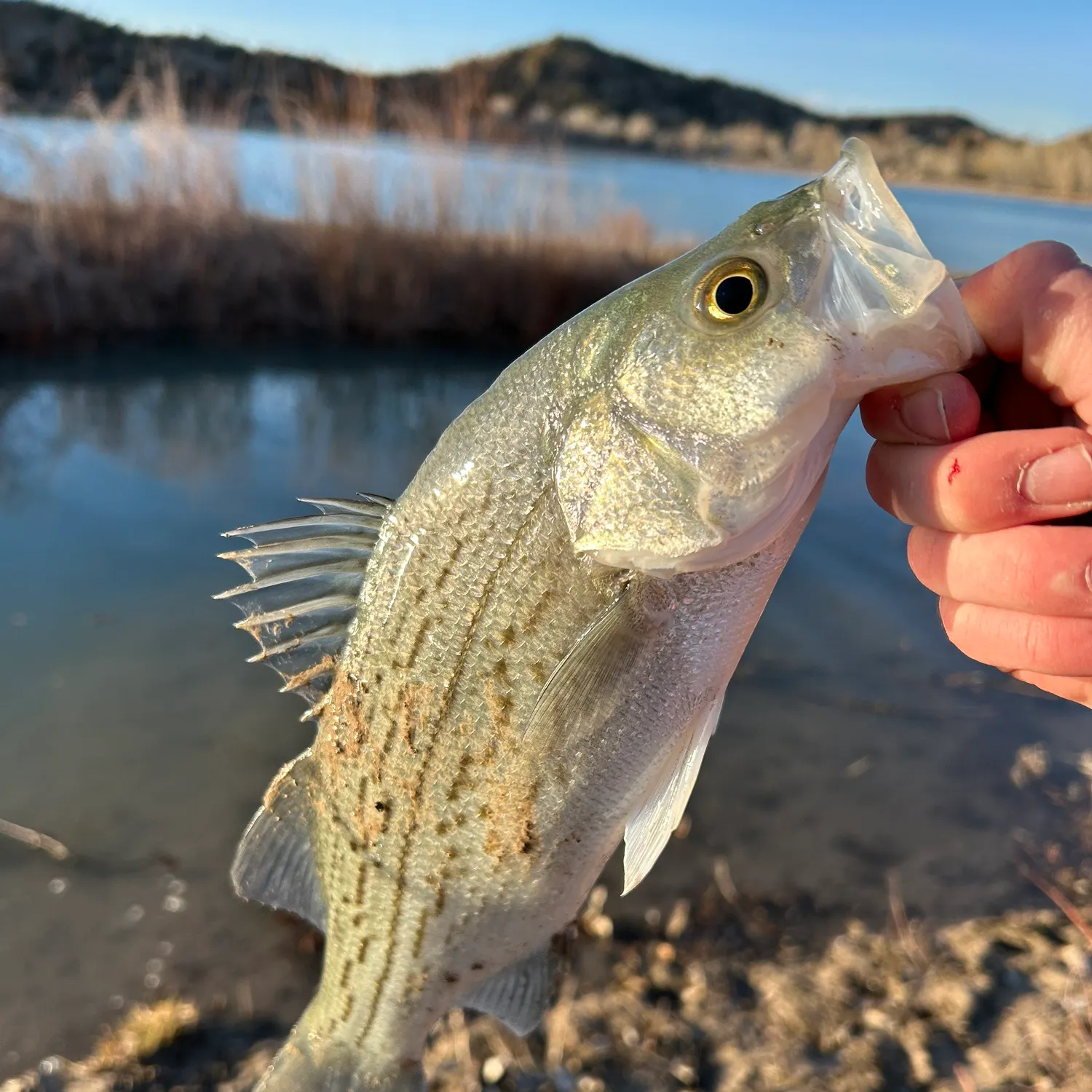 The most recent Hybrid striped bass catches on Fishbrain