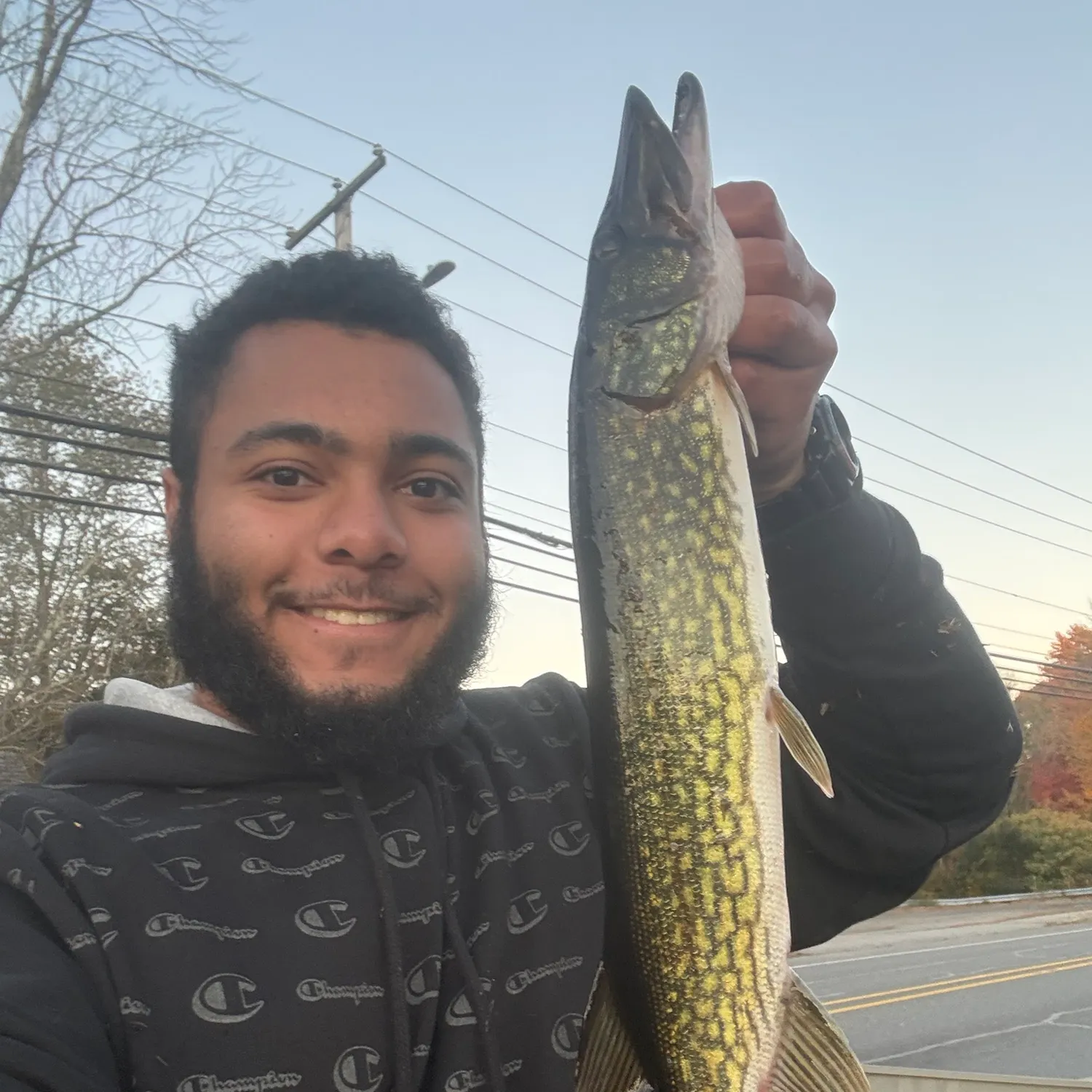 Chain pickerel caught on Fishbrain