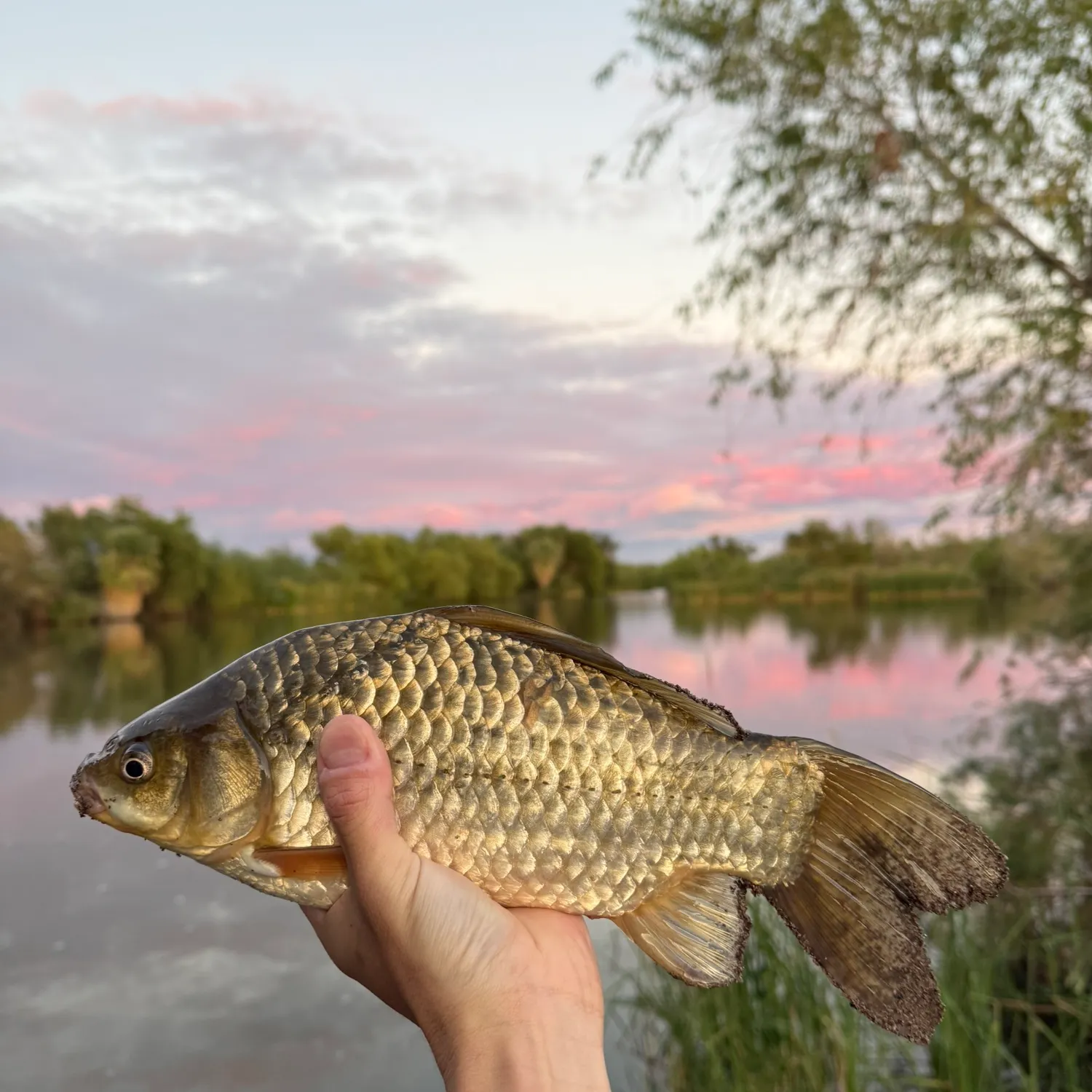 The most recent F1 carp catches on Fishbrain