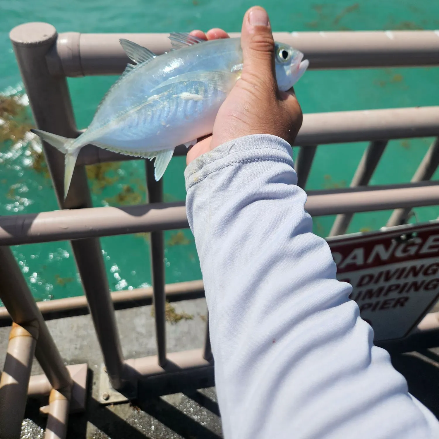 The most recent Blue runner catches on Fishbrain