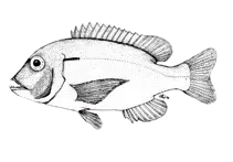 Dane seabream
