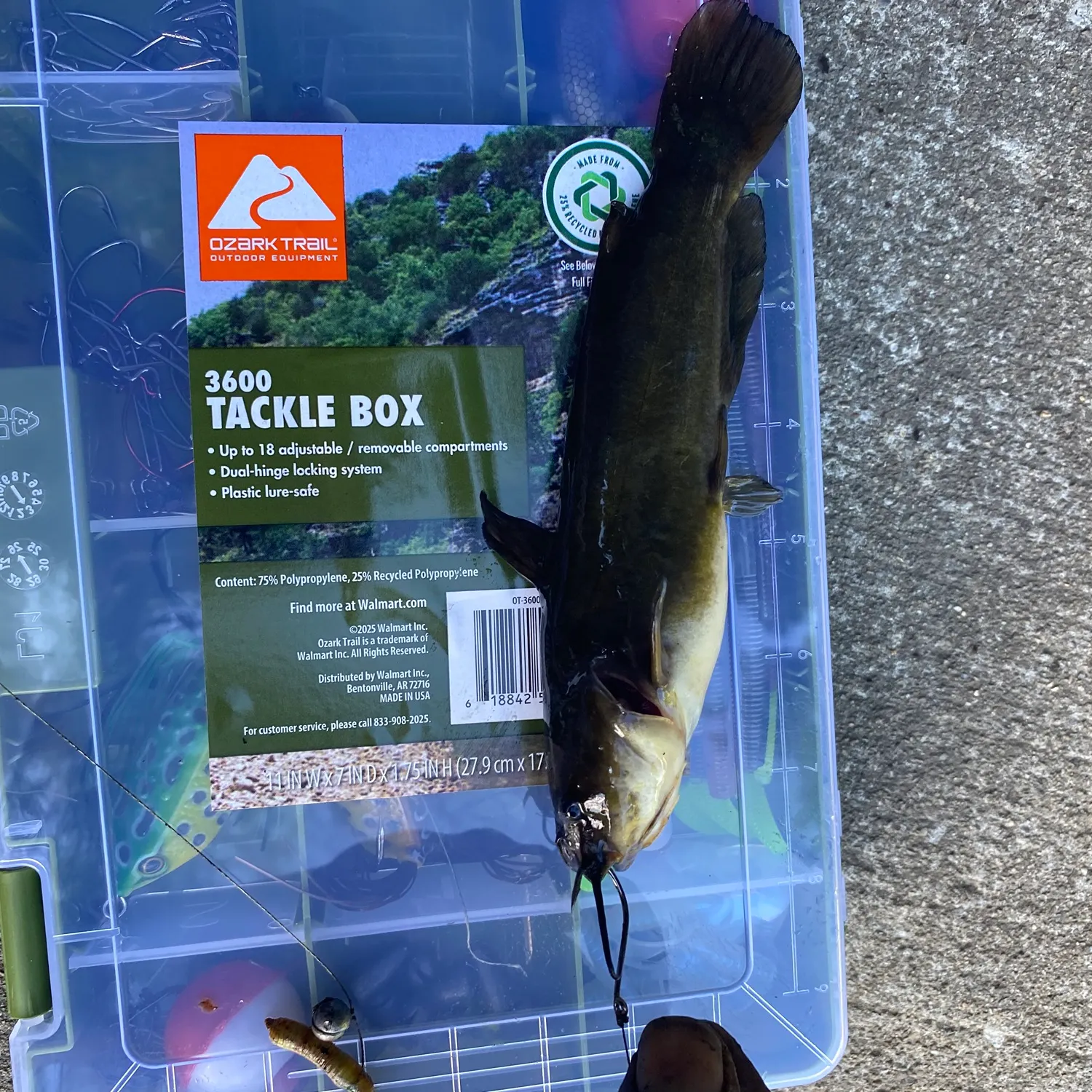 recently logged catches