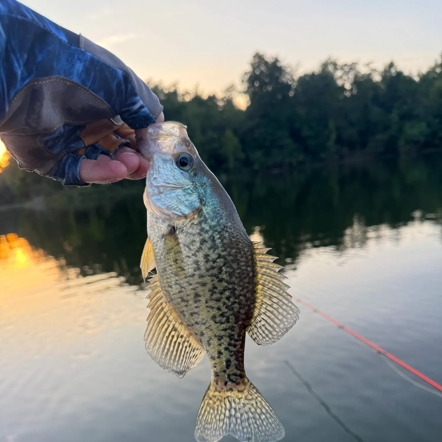Black crappie caught on Fishbrain
